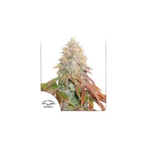 Auto Banana Blaze cannabis seeds by Dutch Passion