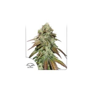 CBD Mazar cannabis seeds by Dutch Passion