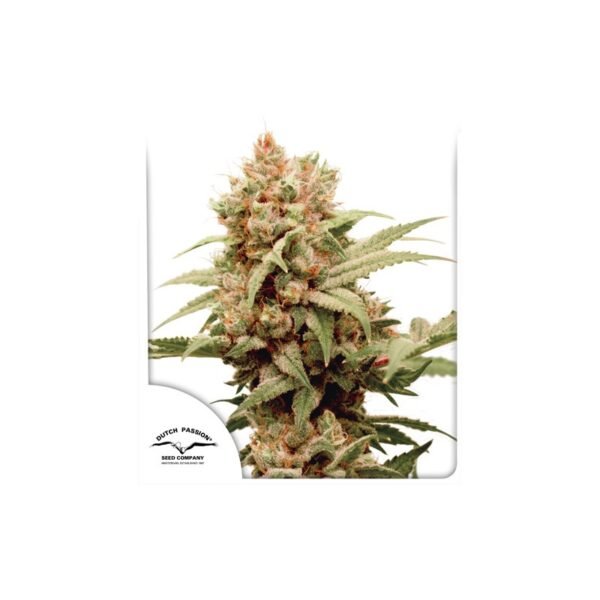 CBG-Force cannabis seeds by Dutch Passion