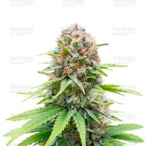 CBG Zerodue cannabis seeds by Seedstockers