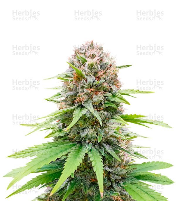 CBG Zerodue cannabis seeds by Seedstockers