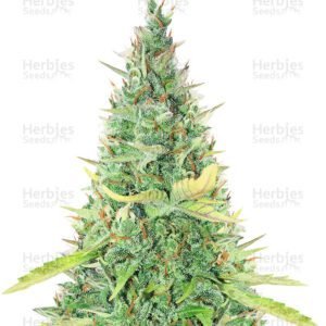 Critical XXL Auto cannabis seeds by Herbies Seeds