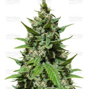 Gelato Auto cannabis seeds by Herbies Seeds