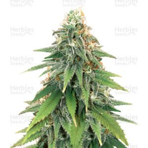 Godzilla Glue #4 cannabis seeds by Herbies Seeds