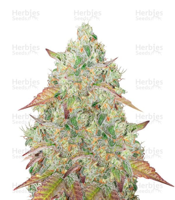 Grandmommy Purple cannabis seeds by Herbies Seeds