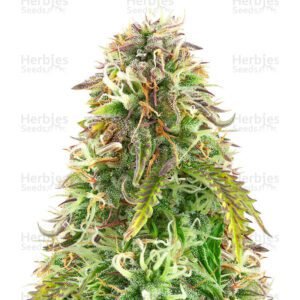 Northern Lights Auto cannabis seeds hy Herbies Seeds