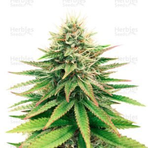 Tatanka Pure CBD cannabis seeds by Royal Queen Seeds