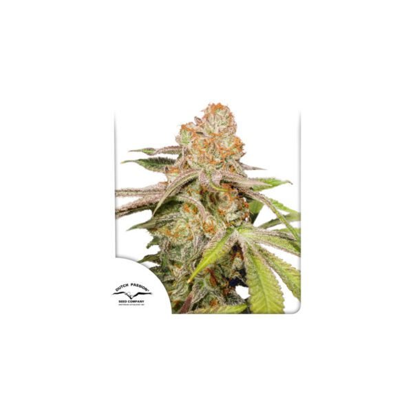 Auto MAC #1 cannabis seeds by Dutch Passion