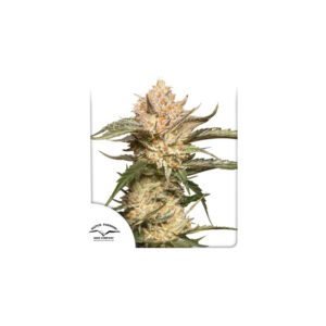 Auto Trichome & Cream cannabis seeds by Dutch Passion