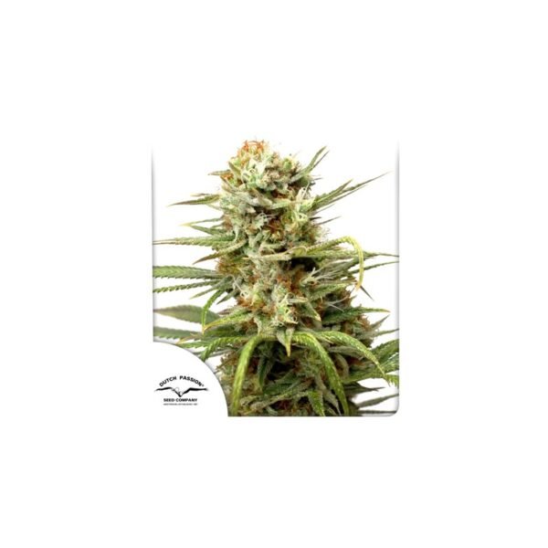 Auto White Widow cannabis seeds by Dutch Passion