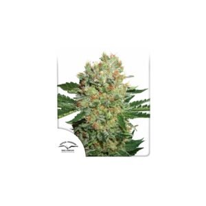 Brainstorm cannabis seeds by Dutch Passion