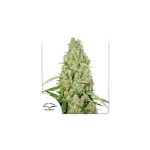 Think Fast cannabis seeds by Dutch Passion