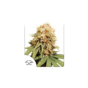 White Widow cannabis seeds by Dutch Passion