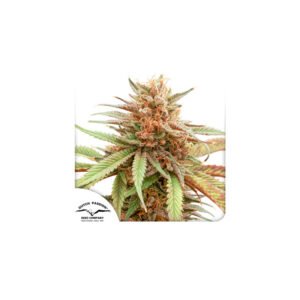 Durban Dew cannabis seeds by Dutch Passion