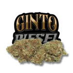 Ginto Diesel CBD flower by Kuch